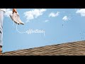 Forrest Break Dreaming Official Audio