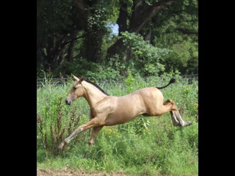 Hokulani EAS - 2019 BUCKSKIN ANCCE Inscribed PRE Andalusian Filly