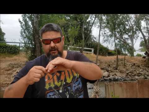 How to catch carp on corn kernels