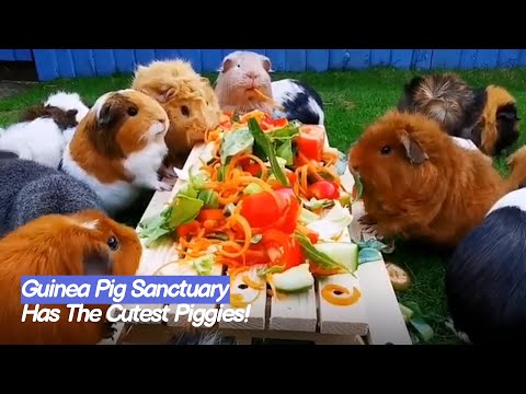 Cutest Guinea Pig Sanctuary! PICNIC TIME  🐹 | The Koala