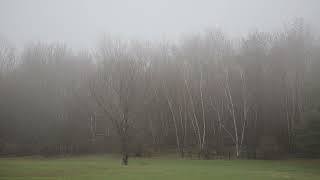 The Tranquility of Rain