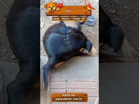 Vídeo de otto