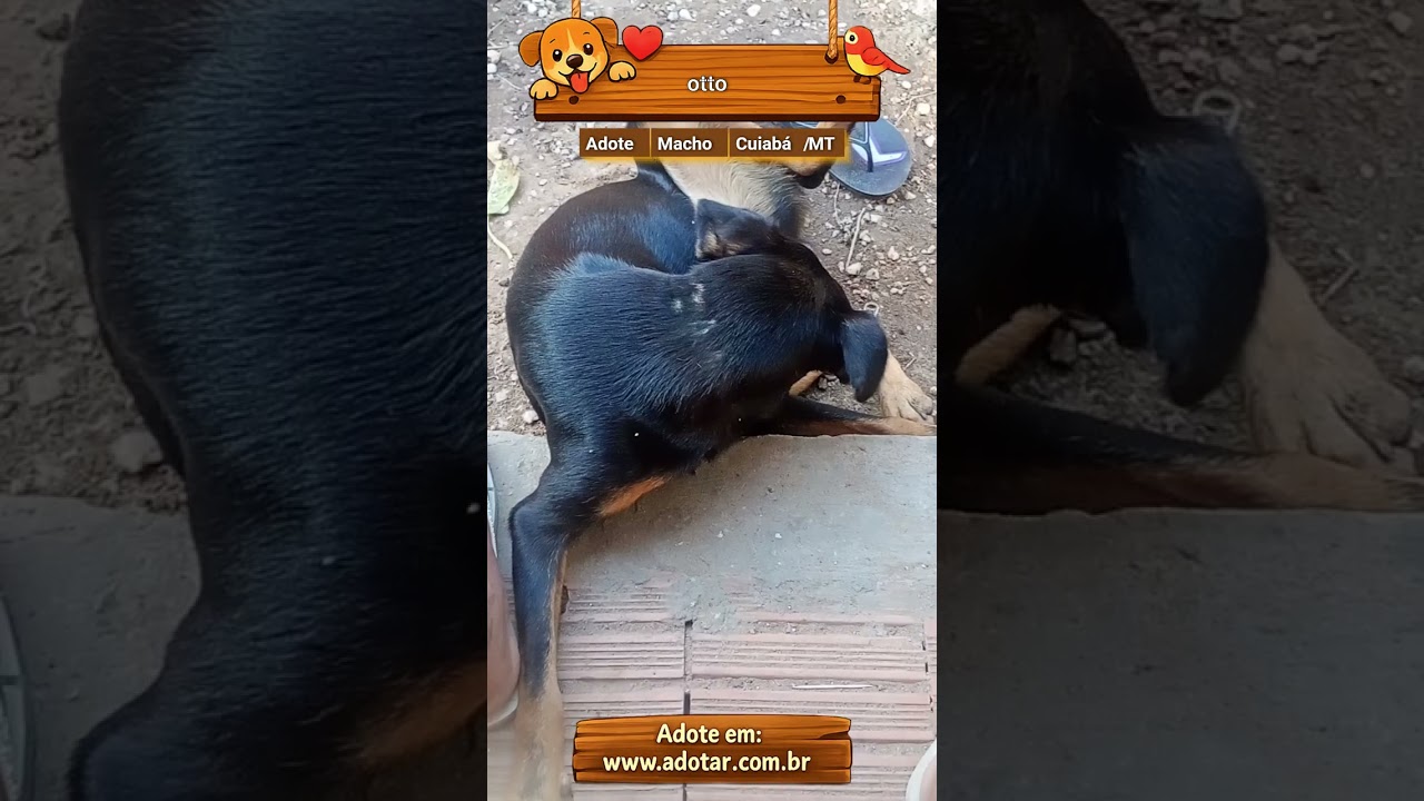 Cachorro raça SRD-ViraLata idade 6 ou mais anos nome otto