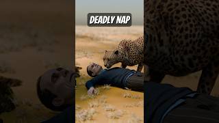 Cheetah Snuck Up On Him