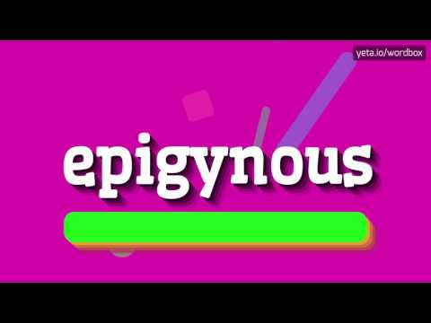 EPIGYNOUS - HOW TO PRONOUNCE IT!?