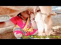 Milking Today