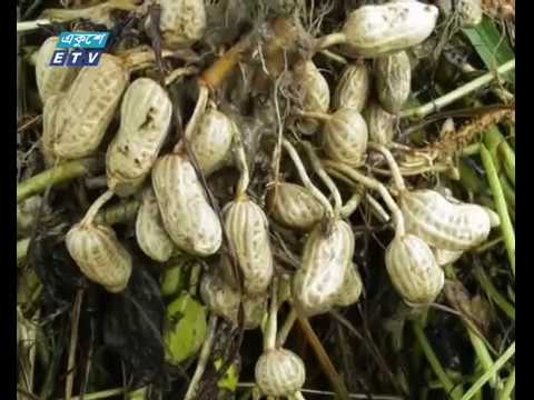 ফরিদপুরের চরাঞ্চলে চিনা বাদামের বাম্পার ফলন