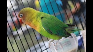 Download lagu Masteran ampuh audio lovebird isian cililin panjang dan kasar mp3