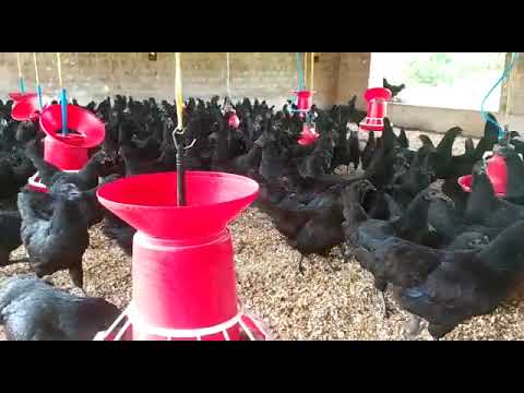 Kadaknath Chicken Kadaknath Murga Retailer From Jaipur