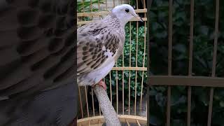 Download lagu TERAPI | BURUNG TEKUKUR SUPAYA MENTAL BAJA#viral#shorts#short#tekukur @Daytu21 mp3 Download lagu TERAPI | BURUNG TEKUKUR SUPAYA MENTAL BAJA#viral#shorts#short#tekukur @Daytu21 mp3