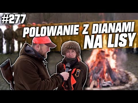 Darz Bór odc 277 - Polowanie z Dianami na lisy