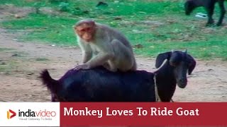 A simian goat rodeo in Chennai
