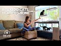 6 Tuxedo Cats Rule This Cleverly Catified PORTLAND Home Cat Lady Home Tour
