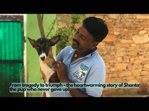 Rescue Sick & Injured Street Animals in India