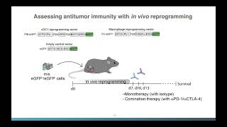 [Ervin Ascic] In vivo dendritic cell reprogramming for cancer immunotherapy