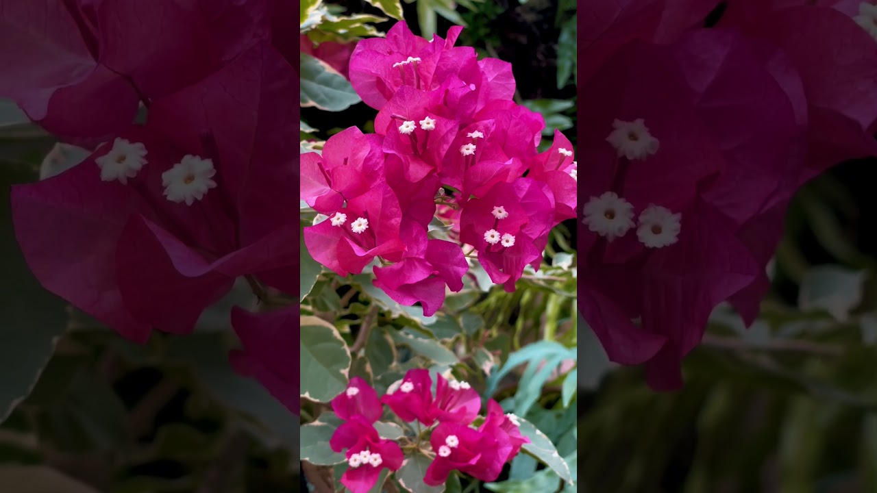 토론토에서 아름다운정원