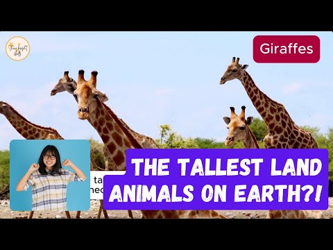 What color are their tongues?! 🦒 Incredible Giraffes! | The Tallest Animals on Earth 🌍