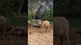 preview picture of video '#VD_O Friendly Animal In front of the Xebangfai River Cave.'