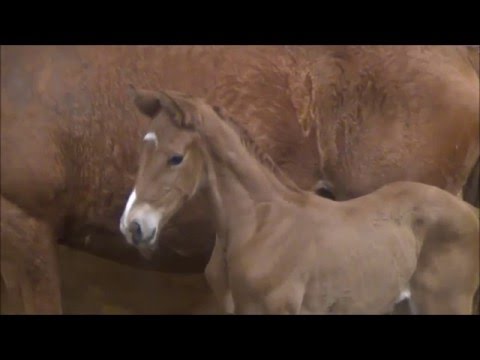 *2016 Stutfohlen von Le Vivaldi - Prestige Pilot (1 Woche alt)