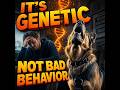 Your Dog S Drama Isn T Bad Behavior It S Genetic