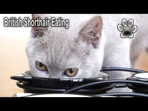 British Shorthair Kitten Eating Mealtime 🐾