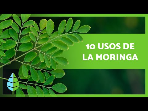 10 Benefits of Moringa You Didn't Know About 🌿