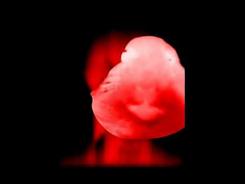 Staring Hamster Becoming Uncanny