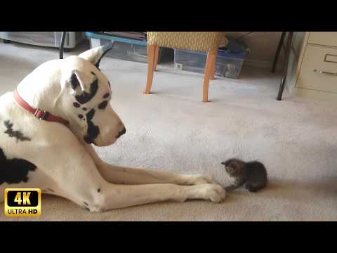 Dogs who love their kitten since the moment they met – Cats and Dogs Friendship