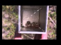San Salvador, Bahamas: UAB Study Away-Tropical Ecology | Music: Cinimin Summer by Barefoot Truth