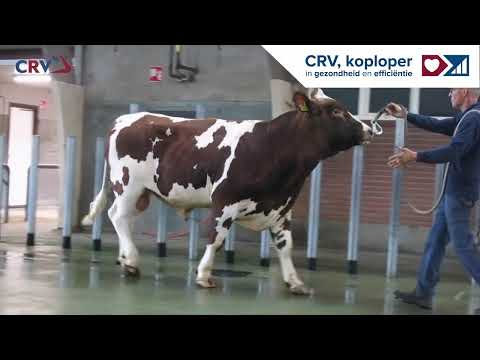 Strijder