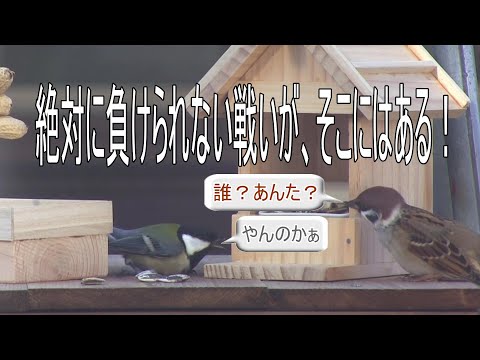 シジュウカラをバルコニーに引き寄せる方法は？彼らの冬の好きな食べ物は何ですか?  庭園