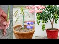 Mango Stone Grafting Mango Seed Grafting How To Graft Mango Mango Grafting How To Graft Mango