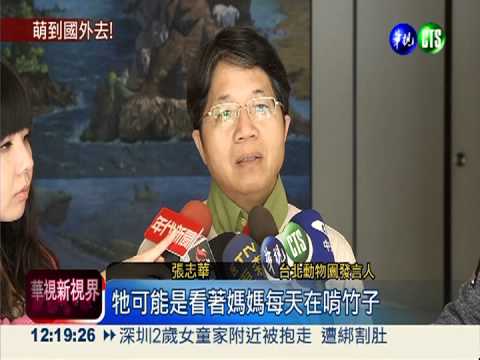 我就是圓仔啦!最可愛的"榮譽市民"