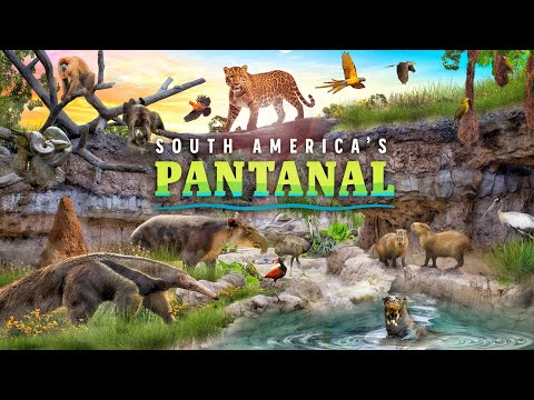 Zoo Tours: South America's Pantanal | Houston Zoo