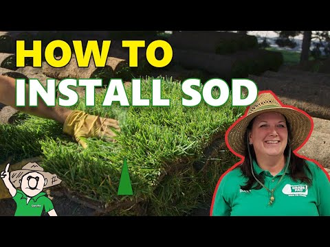 How to Buy and Install Sod