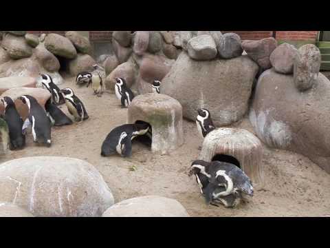 Wilhelma Stuttgart:😳Liebesleben bei den Pinguinen 🐧🐧...