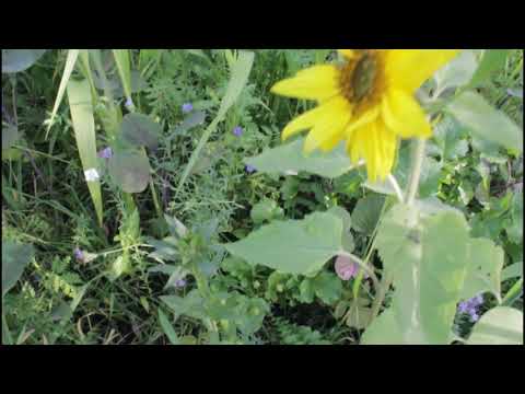 NoTill VLOG#7 Zwischenfrüchte, Buchweizen, Erträge bisher, Albrecht-Düngung