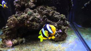 Clarkii clowns 1