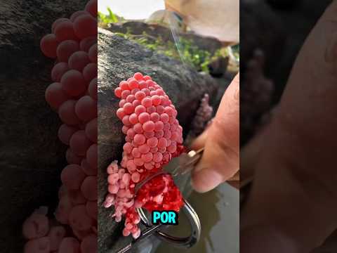 ¡Parece inofensivo… pero puede causarte infecciones en la piel! 😨🐌