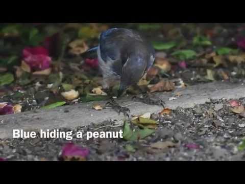 Blue hiding his peanut