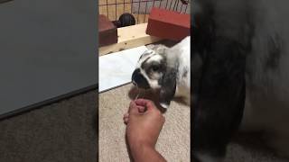 ミミ草を食べる rabbit