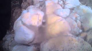 jumping from 45 foot "goliath" cliff at thornwick bay