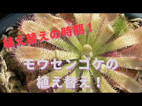 モウセンゴケの家族 植物