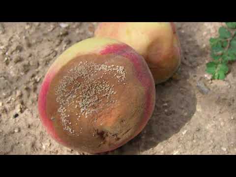 Reč struke ep. 168 10.04.2018. - Zaštita koštičavog voća