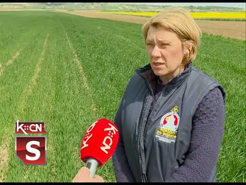 Stanje useva pšenice