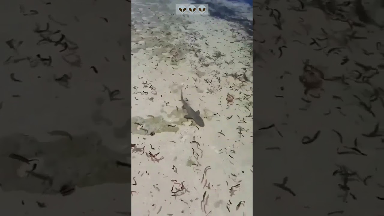 Monster Barracuda attack! Wait for it 😱😱😱 #shorts #viral #subscribe