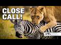 Lion Hunting Zebra On The Masai Mara CLASSIC WILDLIFE