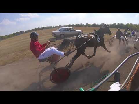 CICARDI STABLE  FATIMA B.O. I.mesto 1:19,5  2100m.autostart Srbobran  19.08.2017. godine.