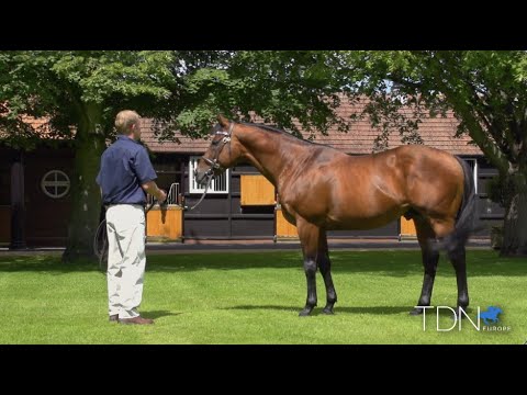 Dubawi At 20
