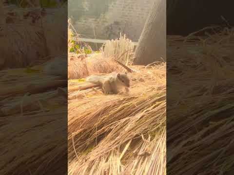 Gilehri ese kah the hi